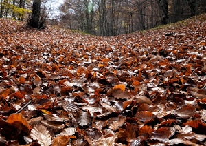 alberi, foglie, autunno, marrone, bosco, verde, rami, secche, tappeto, cielo, giallo, piante, rosso, parco, cadute, arancione, fogliame
