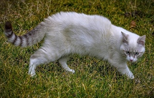 gatto, erba, coda, occhi, micio, orecchie, prato, bianco, felino, zampe, animale, pelo, grigio, muso, verde, baffi, righe