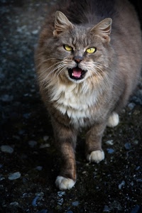 gatto, occhi, pelo, felino, zampe, animale, orecchie, lingua, baffi, bocca, vibrisse, micio, denti, quadrupede, giallo, muso, naso