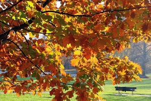 foglie, rami, panchina, giallo, autunno, verde, albero, prato, alberi, parco, erba, rosso, colori, natura, arancione