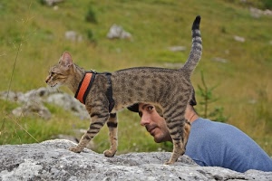 gatto, coda, collare, verde, animale, uomo, felino, zampe, tigrato, micio, muso, profilo, erba, rosso, masso, orecchie, persona, arancione, naso