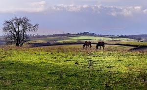 cavalli, due, erba, albero, verde, nuvole, campagna, alberi, prato, campi, pascolo, colline, cielo, collina, panorama, animali, paesaggio
