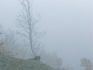 cane, nebbia, alberi, albero, rami, inverno, grigio, foschia, animale, erba, nero, bianco, collina, spogli, pendio