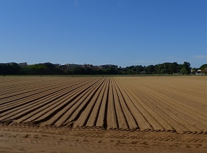 terra, alberi, solchi, campo, campagna, cielo, verde, case, azzurro, linee, campi, marrone, prospettiva, righe, terreno
