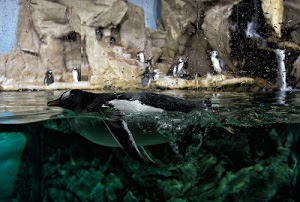 acqua, pinguini, acquario, gocce, rocce, pinne, animali, verde, vetro, pinguino, scogliera, nero, nuotare, bianco, vasca, trasparente, uccelli, mare, becco