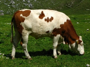 mucca, prato, erba, pezzata, montagna, zampe, pascolo, coda, animale, bianco, bicolore