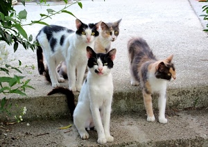 gatti, quattro, foglie, occhi, mici, animali, bianco, orecchie, scalino, zampe, marciapiede, code, nero, verde, micio, felini, gradino