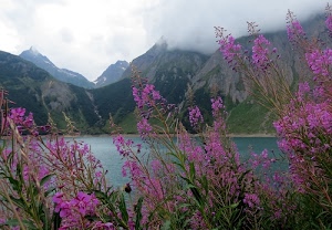 fiori, lago, nuvole, montagne, acqua, verde, foglie, viola, azzurro, cielo, lilla, piante, panorama, paesaggio, montagna, nebbia, rosa