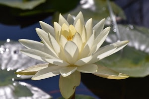 fiore, petali, bianco, pistilli, ninfea, acqua, verde, fiori, foglie, luce, natura, macro, ninfee, corolla