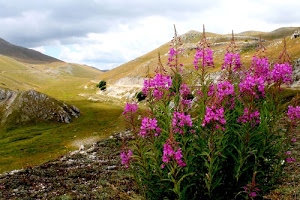 fiori, verde, montagna, cielo, nuvole, rocce, foglie, piante, prati, valle, rosa, erba, pianta, flora, viola, steli, paesaggio, montagne