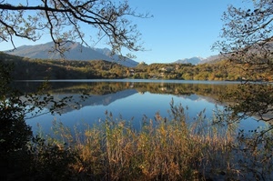 lago, rami, riflesso, acqua, riflessi, alberi, colline, montagne, panorama