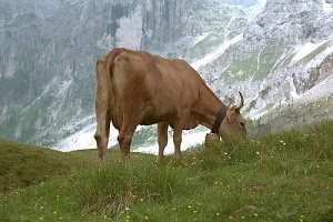mucca, erba, montagna, prato, campanaccio, corna, verde, pascolo, roccia, coda, fiori, bovino, neve, vacca, marrone, campana, montagne, zampe, animale, occhio, ruminante, quadrupede, fiorellini