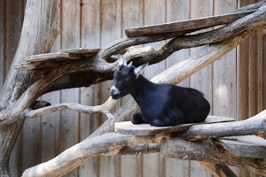corna, capra, legno, nero, rami, tronchi, assi, animale, capretta, orecchie, muso, animali, nera, zoo, tavole, quadrupede, zampe