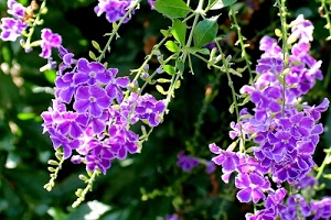 fiori, foglie, viola, verde, petali, rami, flora, piante, sfocato, grappoli, grappolo, natura, fiore