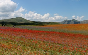 nuvole, fiori, colline, cielo, campo, rosso, papaveri, verde, colori, azzurro, campi, montagna, erba, flora, pianura, colli, collina
