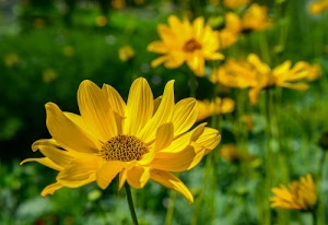 giallo, petali, fiori, verde, sfocato, steli, corolle, corolla, pistilli, macro, sfondo