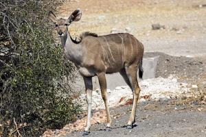 animale, orecchie, zampe, pianta, coda, cespuglio, occhi, antilope, muso, animali, mammifero, arbusto, foglie, siepe, terra, verde, quadrupede, africa, sassi