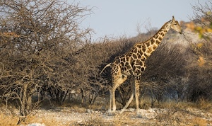 giraffa, alberi, animale, collo, zampe, cielo, rami, cespugli, natura, savana, coda, marrone, macchie
