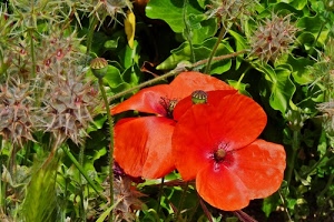 rosso, verde, papaveri, fiori, petali, foglie, papavero, fiore, pistilli, piante, flora, natura, corolle, corolla