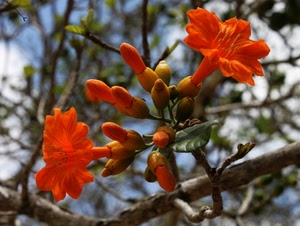fiori, foglie, boccioli, rami, arancio, ramo, arancione, natura, rosso, pianta