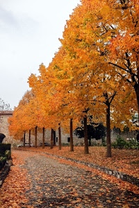 foglie, alberi, autunno, strada, arancione, tronchi, giallo, viale, rami, automobili, muro, giardino, cielo, ottobre