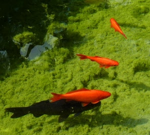 pesci, verde, rossi, acqua, tre, rosso, acquario