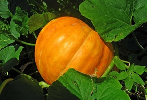 zucca, verde, foglie, arancio, arancione, orto, verdura
