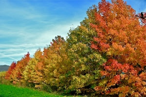 alberi, cielo, autunno, verde, nuvole, giallo, rosso, foglie, colori, prato, azzurro, erba, arancione, ottobre, fila, natura, bosco, fogliame, diagonale