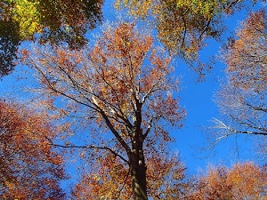 alberi, foglie, autunno, cielo, azzurro, rami, verde, colori, marrone, giallo, rosso, spogli, ottobre