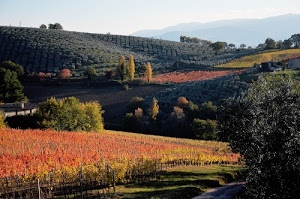 alberi, autunno, verde, colline, foglie, collina, strada, marrone, filari, giallo, vigneti, vigneto, paesaggio, montagne, viti, natura, cielo, campi, ottobre, vigna, ombre