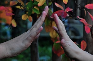 mani, foglie, dita, rosse, rosso, due, alberi, gialle