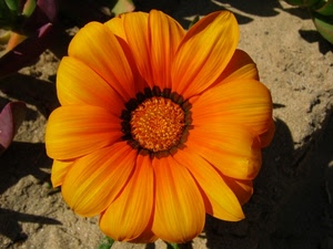 fiore, petali, arancione, margherita, giallo, corolla, macro, terreno, verde, natura, pistilli, stami, ombre, foglie, terra