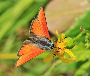 farfalla, ali, fiore, insetto, giallo, arancione, antenne, verde, macro