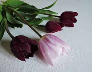 foglie, tulipani, gocce, fiori, quattro, petali, rosa, acqua, verde, bianco, bordeaux, steli, gambi, rosso, colori