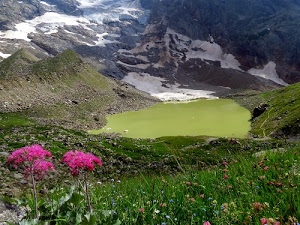 fiori, neve, lago, erba, verde, montagna, prato, montagne, bianco, acqua, rosa, pietre, ghiacciaio, laghetto, paesaggio, sassi