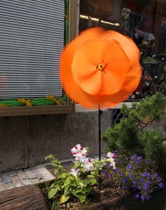 fiori, girandola, arancione, arancio, finestra, vetrina, piante