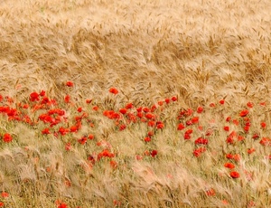 rosso, papaveri, grano, spighe, campo, fiori, rossi