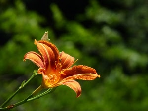 fiore, arancione, verde, giglio, petali, arancio, natura, stelo, pistilli, macro, sfocato