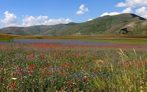nuvole, fiori, cielo, campo, erba, rosso, verde, papaveri, prato, azzurro, colline, collina, campi, montagna, stagno, fioritura, pianura, bianco, italia, acqua, colle, montagne