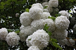 verde, fiori, bianco, foglie, ortensie, cespuglio, ortensia, bianchi