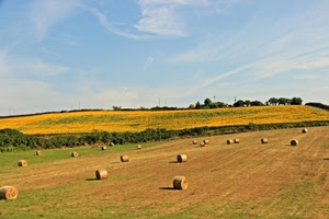 giallo, campagna, cielo, balle, covoni, fieno, campo, verde, paglia, grano, alberi