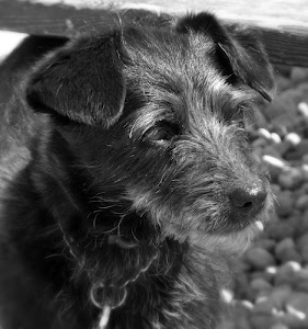 cane, orecchie, pelo, collare, occhi, muso, bianconero, naso, animale, nero, sassi, animali, peli, bianco, cucciolo, tartufo, catena