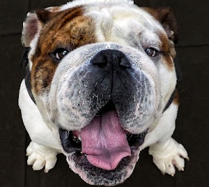 lingua, cane, zampe, occhi, naso, muso, bocca, bianco, pelo, marrone, orecchie, nero, unghie, tartufo