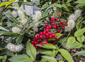 foglie, bacche, rosso, verde, fiori, bianco, rami, piante, frutti, verdi, rosse, sfere