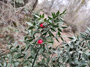 rosso, foglie, bacche, rami, verde, bosco, sfocato, pungitopo, pianta, inverno, rosse, bacca, piante, alberi, cespuglio, macro, natura, due