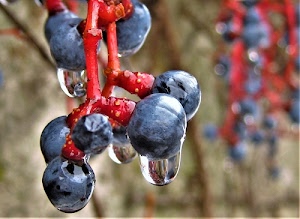 rosso, gocce, nero, bacche, acqua, goccia, mirtilli, grappolo, macro, viola, frutti