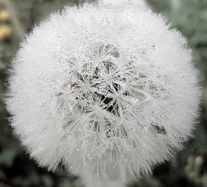 bianco, fiore, ghiaccio, soffione, gocce, inverno, geometrie, brina, rugiada