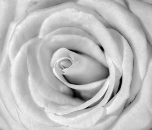 rosa, petali, bianco, fiore, bianconero, grigio, macro