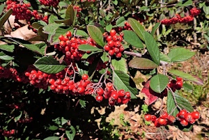 foglie, bacche, rosso, verde, grappoli, rosse, rami, verdi, pianta, secche, natura, frutti, palline, bacca