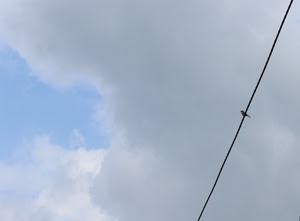 cielo, uccello, nuvole, filo, cavo, nuvola